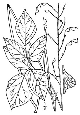 drawing of Hylodesmum nudiflorum, Naked Tick-trefoil, Naked-flowered Tick Trefoil, Woodland Tick-trefoil