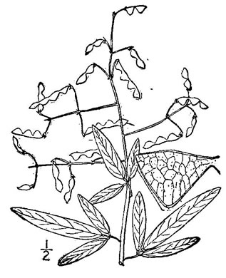 drawing of Desmodium paniculatum var. paniculatum, Panicled Tick-trefoil