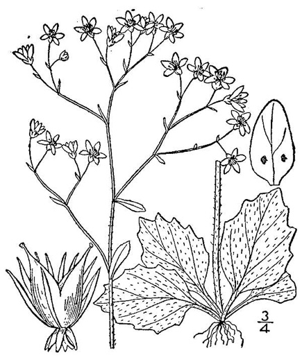 drawing of Micranthes caroliniana, Carolina Saxifrage