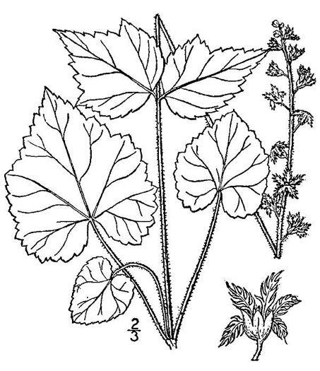 drawing of Mitella diphylla, Two-leaved Miterwort, Bishop's Cap
