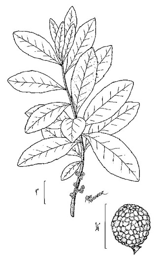 drawing of Morella caroliniensis, Pocossin Bayberry, Evergreen Bayberry, Swamp Candleberry, Southern Bayberry