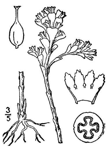 drawing of Obolaria virginica, Pennywort, Virginia Pennywort