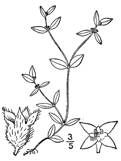 drawing of Edrastima uniflora, Oldenlandia, Clustered Bluet