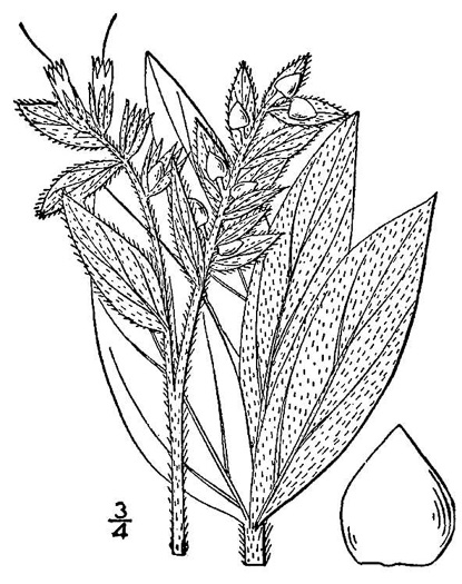 image of Lithospermum occidentale, Western Marbleseed