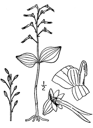 drawing of Neottia bifolia, Southern Twayblade