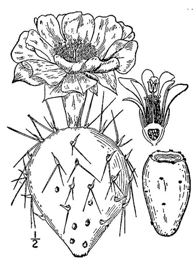drawing of Opuntia mesacantha ssp. mesacantha, Eastern Prickly-pear