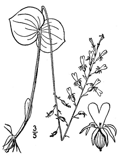 drawing of Neottia smallii, Kidneyleaf Twayblade, Appalachian Twayblade, Small's Twayblade