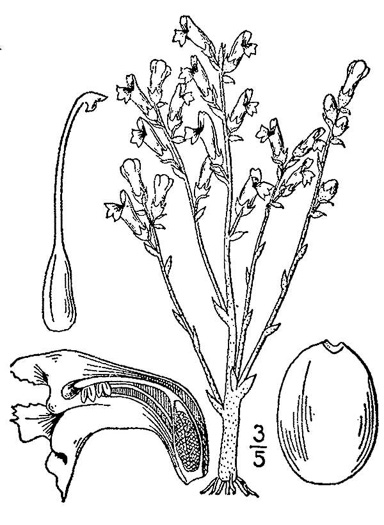 drawing of Phelipanche ramosa, Branching Broomrape, Hemp Broomrape, Branched Broomrape