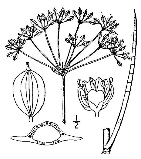 drawing of Tiedemannia filiformis ssp. filiformis, Water Dropwort, Water Cowbane