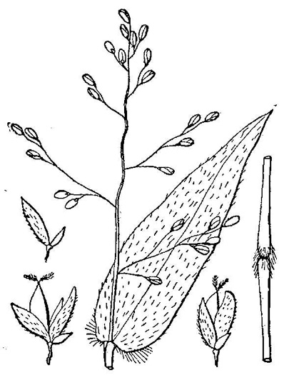 drawing of Dichanthelium boscii, Bosc's Witchgrass