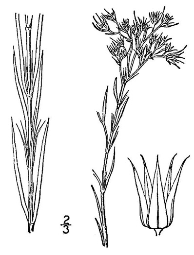 drawing of Paronychia virginica, Yellow Nailwort, Virginia Whitlow-wort