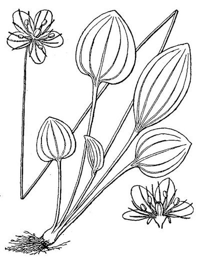 drawing of Parnassia grandifolia, Bigleaf Grass-of-Parnassus, Limeseep Parnassia
