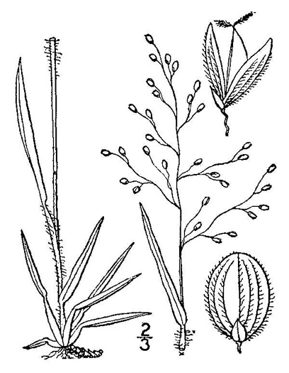 drawing of Dichanthelium laxiflorum, Open-flower Witchgrass, Open-flower Rosette Grass