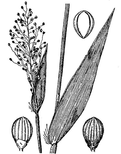 drawing of Dichanthelium sphaerocarpon, Round-fruited Witchgrass, Roundseed Witchgrass