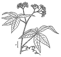 drawing of Parthenocissus inserta, Thicket Creeper, Woodbine