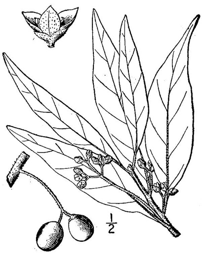 drawing of Tamala palustris, Swamp Redbay, Swamp Bay