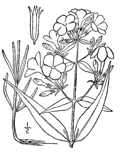 drawing of Phlox glaberrima, Smooth Phlox