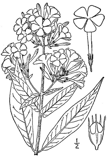 drawing of Phlox paniculata, Garden Phlox, Summer Phlox, Fall Phlox, Tall Phlox