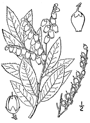 drawing of Pieris floribunda, Evergreen Mountain Fetterbush, Mountain Andromeda