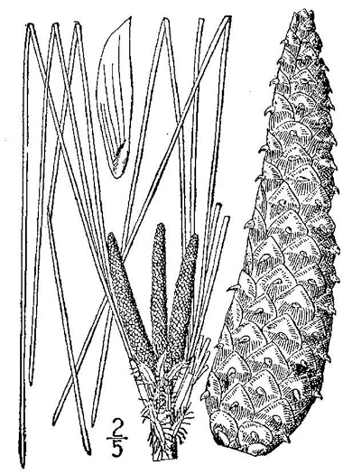 drawing of Pinus palustris, Longleaf Pine, Southern Pine