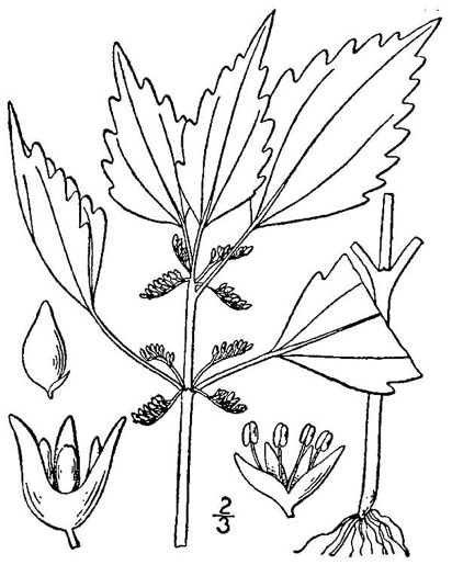 image of Pilea pumila, Greenfruit Clearweed, Richweed, Coolwort, Canadian Clearweed