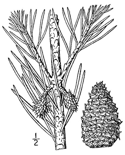 drawing of Pinus virginiana, Virginia Pine, Scrub Pine, Jersey Pine