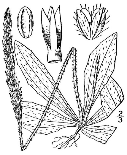 Plantago virginica, Virginia Plantain, Southern Plantain, Paleseed Plantain, Hoary Plantain