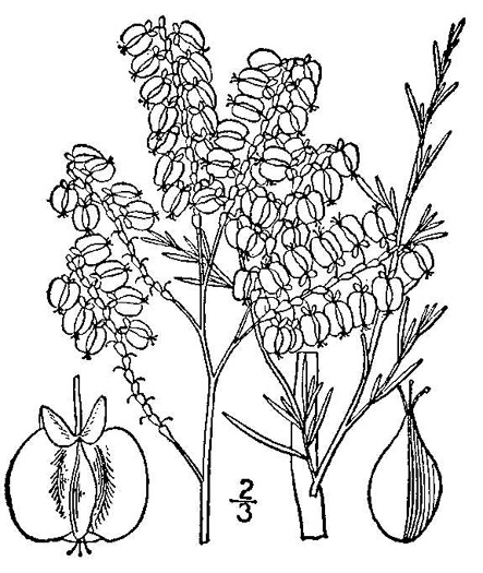drawing of Polygonella americana, Southern Jointweed, Showy Jointweed