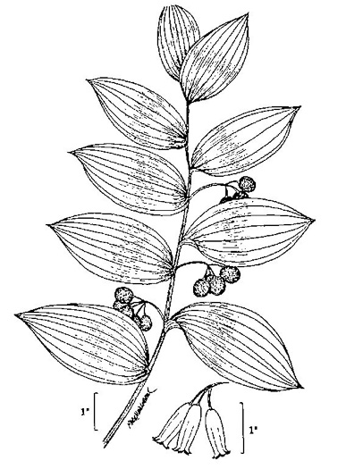 drawing of Polygonatum biflorum +, Smooth Solomon's Seal