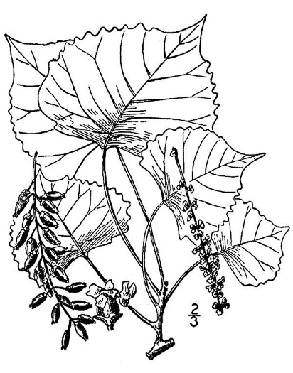 image of Populus deltoides ssp. monilifera, Plains Cottonwood, Texas Cottonwood