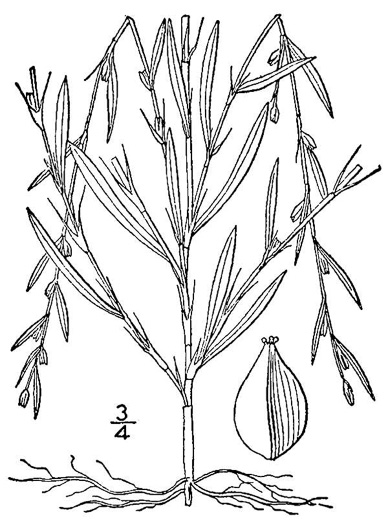 drawing of Duravia species 2, Glade Knotweed, Slender Knotweed