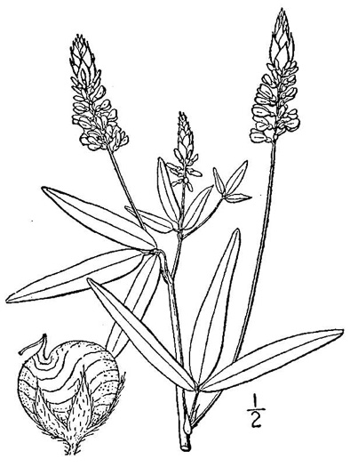Orbexilum pedunculatum, Western Sampson's-snakeroot