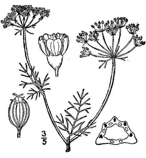 drawing of Ptilimnium capillaceum, Eastern Bishopweed, Atlantic Bishopweed, Mock Bishopweed, Atlantic Mock Bishop's Weed