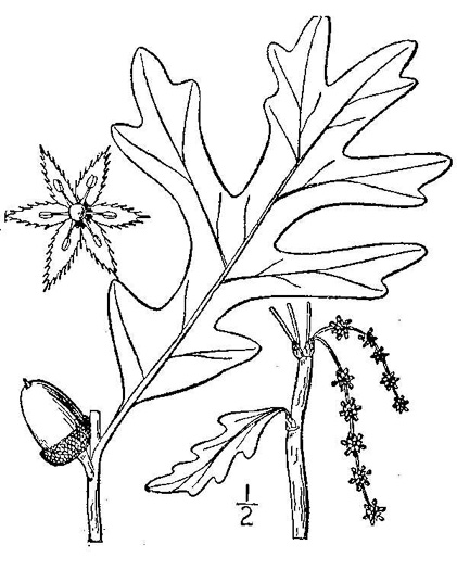 drawing of Quercus alba, White Oak