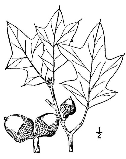 drawing of Quercus ilicifolia, Bear Oak, Scrub Oak