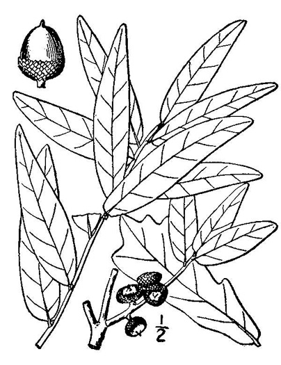 image of Quercus laurifolia, Laurel Oak, Swamp Laurel Oak, Diamond Leaf Oak