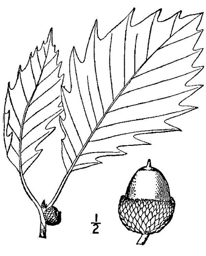 image of Quercus michauxii, Swamp Chestnut Oak, Basket Oak