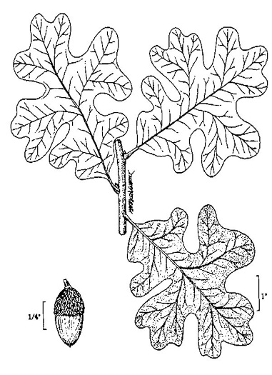drawing of Quercus stellata, Post Oak