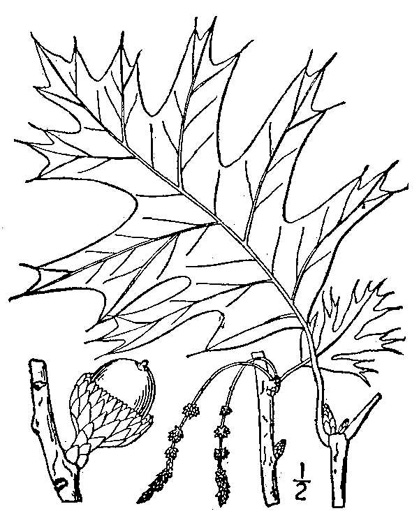 drawing of Quercus velutina, Black Oak