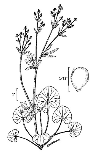 drawing of Ranunculus abortivus, Kidneyleaf Buttercup, Early Wood Buttercup, Small-flowered Buttercup, Kidneyleaf Crowfoot