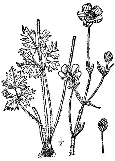 drawing of Ranunculus bulbosus, Bulbous Buttercup