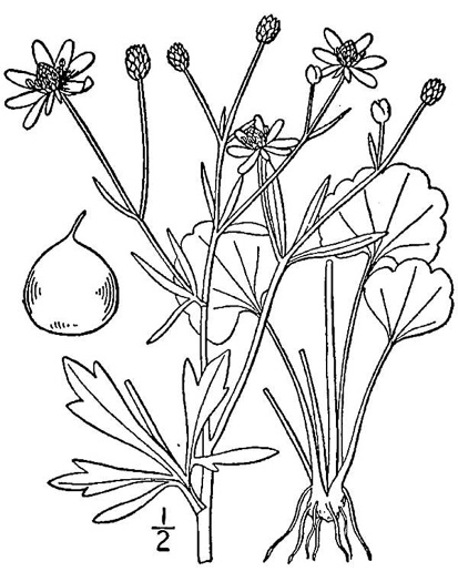 image of Ranunculus harveyi, Harvey's buttercup