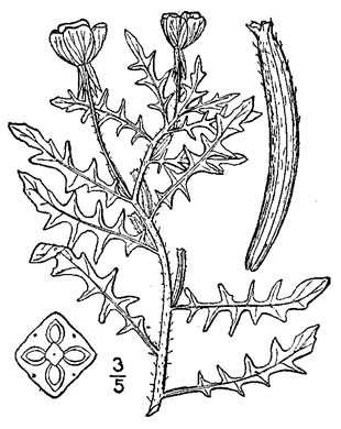 drawing of Oenothera laciniata, Cutleaf Evening Primrose
