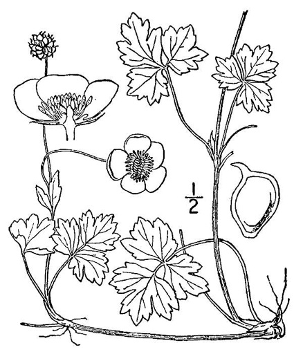 drawing of Ranunculus repens, Creeping Buttercup, Meg-many-feet
