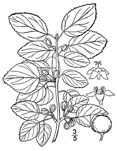 drawing of Rhamnus cathartica, Common Buckthorn, European Buckthorn