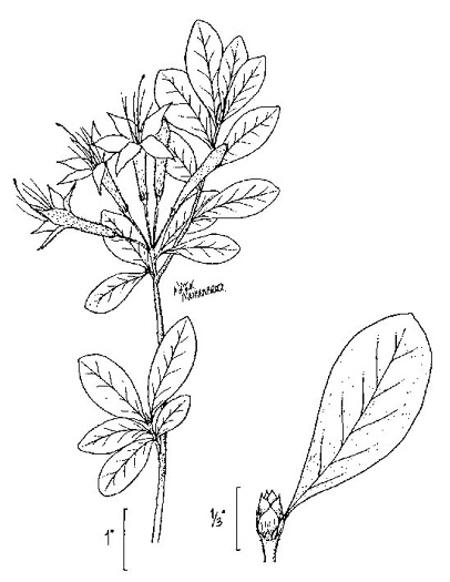 drawing of Rhododendron viscosum var. montanum, Clammy Azalea