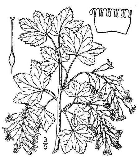 drawing of Ribes americanum, Wild Black Currant, American Black Currant