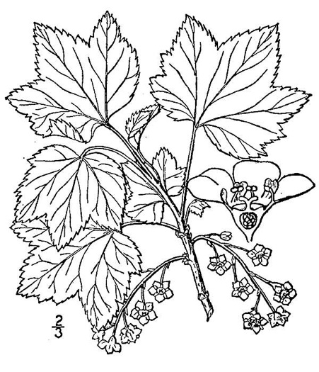 drawing of Ribes rubrum, Garden Red Currant, cultivated currant