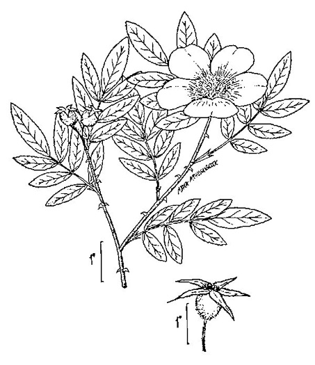 drawing of Rosa palustris, Swamp Rose