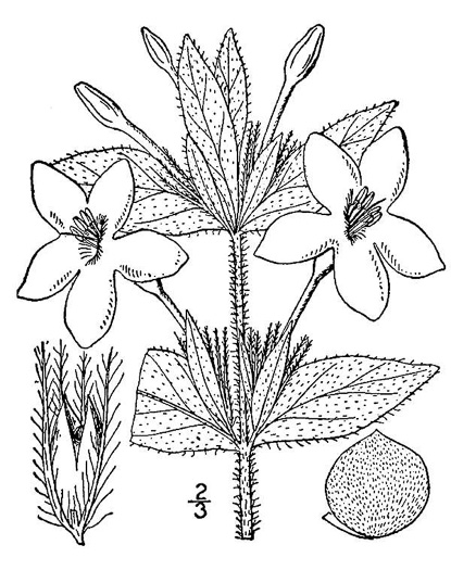 drawing of Ruellia ciliosa, Sandhills Wild-petunia, Dwarf Wild-petunia